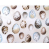 Patchworkstoff Feathered Nest Vogeleier Quiltstoff