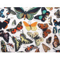 Tim Holtz Eclectic Schmetterlinge Patchworkstoff